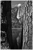 Ponderosa Pine Trees framing Yosemite Falls. Yosemite National Park, California, USA. (black and white)