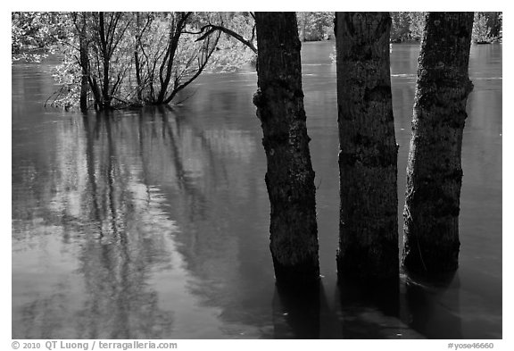 Flooded trees and Merced River. Yosemite National Park (black and white)