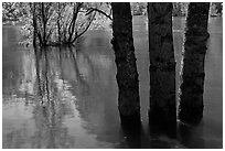 Flooded trees and Merced River. Yosemite National Park, California, USA. (black and white)