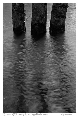 Three flooded tree trunks. Yosemite National Park, California, USA.