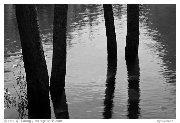 Four flooded tree trunks. Yosemite National Park, California, USA.