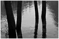 Four flooded tree trunks. Yosemite National Park, California, USA. (black and white)