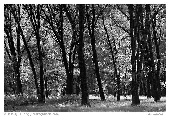 Black Oak trees in spring, El Capitan Meadow. Yosemite National Park (black and white)