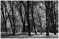 Black Oak trees in spring, El Capitan Meadow. Yosemite National Park, California, USA. (black and white)