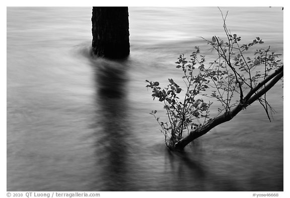 Flooded tree and branch at sunset. Yosemite National Park (black and white)