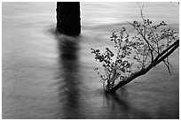 Flooded tree and branch at sunset. Yosemite National Park, California, USA. (black and white)