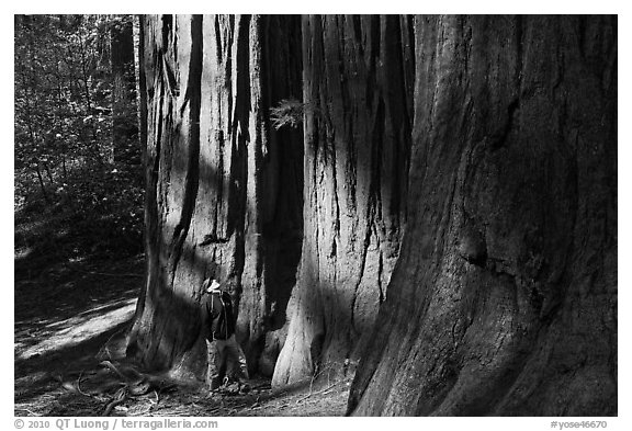 Hiker at the base of sequoias in Merced Grove. Yosemite National Park, California, USA.