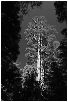 Giant sequoia in Merced Grove. Yosemite National Park, California, USA. (black and white)