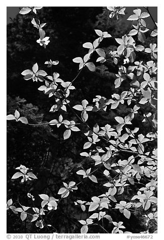 Backlit dogwood leaves and blooms, Merced Grove. Yosemite National Park, California, USA.