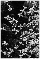 Backlit dogwood leaves and blooms, Merced Grove. Yosemite National Park, California, USA. (black and white)