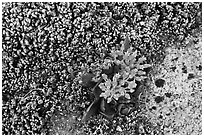 Close-up of wildflower. Yosemite National Park ( black and white)