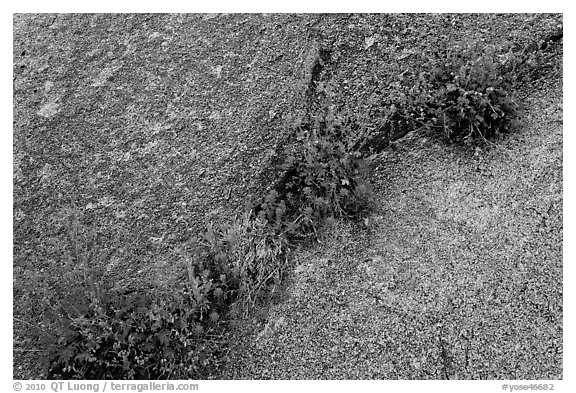 Flowers growing in rock crack. Yosemite National Park (black and white)