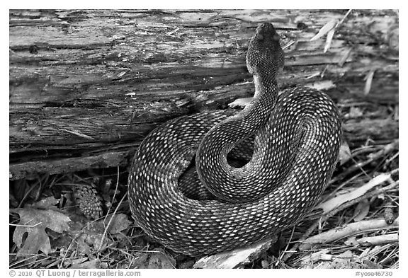 Rattlesnake. Yosemite National Park, California, USA.