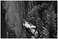 Pine trees and Half-Dome face. Yosemite National Park, California, USA. (black and white)