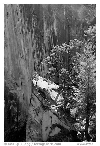 Pine trees on the Diving Board. Yosemite National Park (black and white)