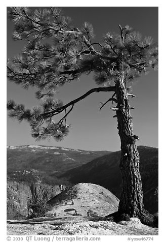 North Dome framed by pine tree. Yosemite National Park, California, USA.