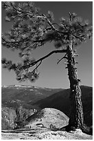 North Dome framed by pine tree. Yosemite National Park, California, USA. (black and white)