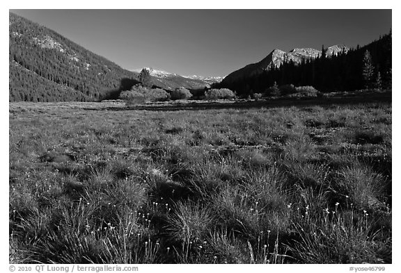 Meadow in Lyell Canyon, late afternoon. Yosemite National Park (black and white)
