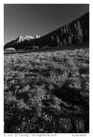 Lyell Canyon, late afternoon. Yosemite National Park, California, USA.