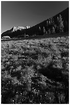 Lyell Canyon, late afternoon. Yosemite National Park ( black and white)