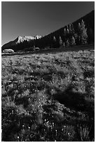 Lyell Canyon, late afternoon. Yosemite National Park, California, USA. (black and white)