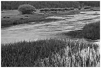 Late afternoon reflections, Lyell Fork of the Tuolumne River. Yosemite National Park ( black and white)