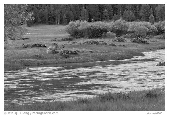 Deer in meadow next to river, Lyell Canyon. Yosemite National Park (black and white)