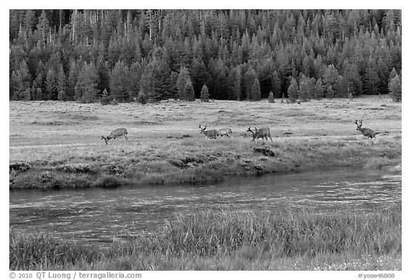 Deer herd at sunset, Lyell Canyon. Yosemite National Park, California, USA.