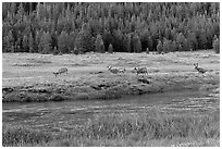 Deer herd at sunset, Lyell Canyon. Yosemite National Park, California, USA. (black and white)