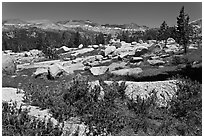 Alpine flowers and high Sierra range from pass. Yosemite National Park ( black and white)