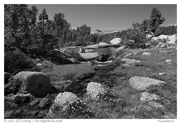 Stream and alpine meadow. Yosemite National Park, California, USA.