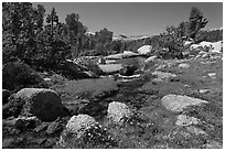 Stream and alpine meadow. Yosemite National Park, California, USA. (black and white)