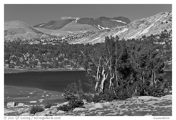 Evelyn Lake and trees. Yosemite National Park (black and white)