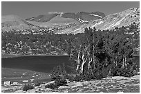 Evelyn Lake and trees. Yosemite National Park ( black and white)