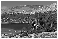 Evelyn Lake and trees. Yosemite National Park, California, USA. (black and white)