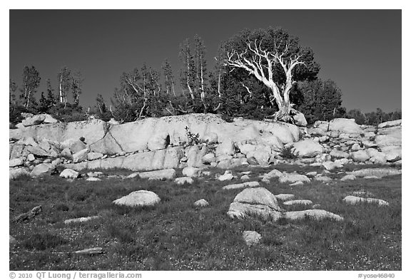 Meadow, rocks, and trees. Yosemite National Park (black and white)