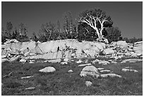 Meadow, rocks, and trees. Yosemite National Park ( black and white)