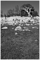 Trees above meadow in bloom. Yosemite National Park ( black and white)