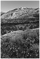 Wildflowers above Fletcher Creek Valley. Yosemite National Park, California, USA. (black and white)