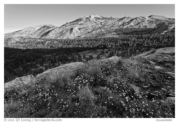 Wildflowers and ridge, Fletcher Creek, early morning. Yosemite National Park (black and white)