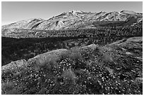 Wildflowers and ridge, Fletcher Creek, early morning. Yosemite National Park ( black and white)