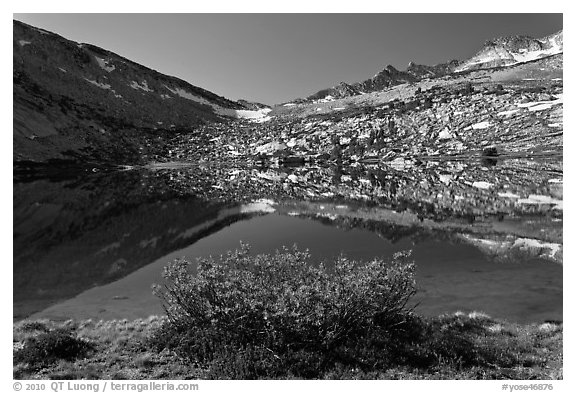 Bush and alpine lake, Vogelsang. Yosemite National Park, California, USA.