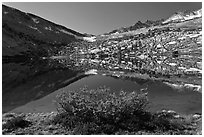 Bush and alpine lake, Vogelsang. Yosemite National Park ( black and white)