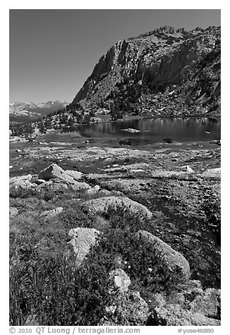 Alpine flowers above Vogelsang Lake. Yosemite National Park, California, USA.