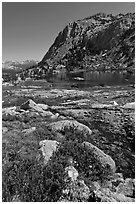 Alpine flowers above Vogelsang Lake. Yosemite National Park ( black and white)