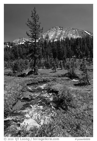 Stream and lush meadow, Lewis Creek. Yosemite National Park, California, USA.