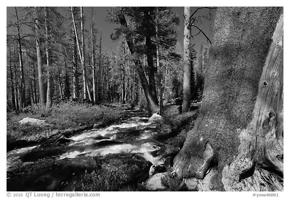 Stream in forest, Lewis Creek. Yosemite National Park (black and white)