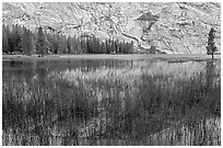 Reeds and reflecions, Merced Lake. Yosemite National Park, California, USA. (black and white)