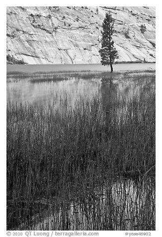 Tree and reflections, Merced Lake. Yosemite National Park (black and white)