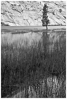 Tree and reflections, Merced Lake. Yosemite National Park, California, USA. (black and white)